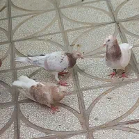جفتی هفترگ دم سفید