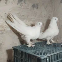 جفت کبوتر زینتی