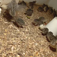 بلدرچین ۳۵ روزه