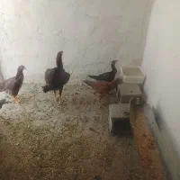 جوجه لاری
