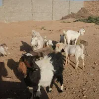 بز و بزغاله