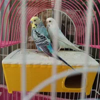 مرغ عشق