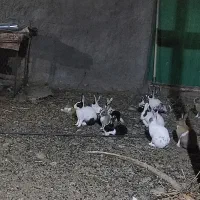 خرگوش