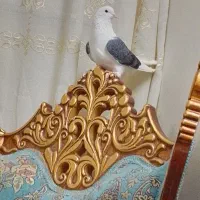 کبوتر گرفتنی۲مهر فقد یکجا