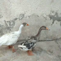 غاز