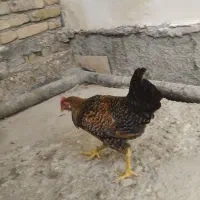 جوجه خروس