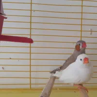 فنج نر وماده تخم گذار
