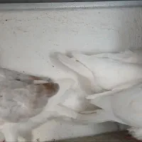 جوجه کفتر ، کبوتر