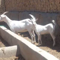 بز شکم اول