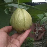 چایوت