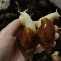 فروش حلزون آچاتینا