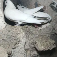 دوتا کبوتر نوک ریز  قیمت ۲ملیون