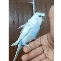 مرغ عشق پروانه ای دستی دوگل فول کاکلی نر بالغ