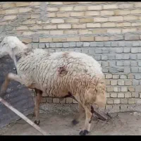قوچ  گوسفند