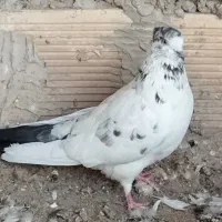 ماده سوسکی/کله ایی
