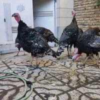 بقلمون نر معاوضه با خروس چاق