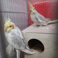 یک جفت عروس هلندی تخم گذار