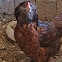 تخم مرغ نطفه دار
