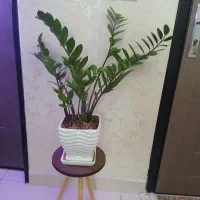 گل وگیاه