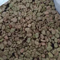 باقلا شاخ بزی