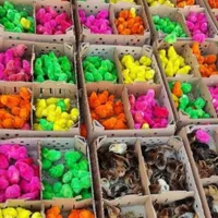 جوجه رنگی اردک جوجه محلی گردن لختی کاکلی سلطان