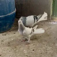 کاغذی دم سفید ماده