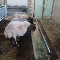 گوسفند وبره