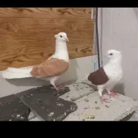 کبوتر پشتارجفت