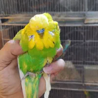 مرغ عشق انگلیسی گرید بالا