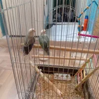 طوطی برزیلی