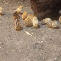 جوجه لاری و برهما و مرغ لاری