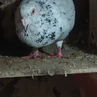 کبوتر سار هفت رنگ نر پلاکی (تیغاب)