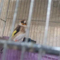 جوجه قفس فول رام