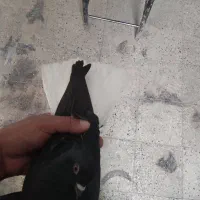 کبوتر