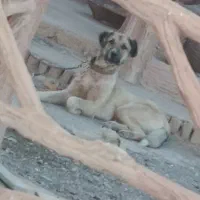 سگ نگهبان