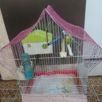 مرغ عشق با قفس