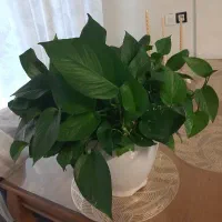 گل و گیاه