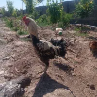 خروس لاری