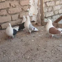 کفتر دوکت
