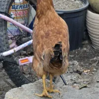 مرغ وخروس