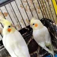 عروس هلندی