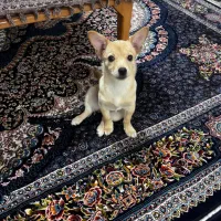 سگ نژاد شیواوا