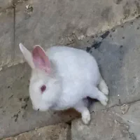 خرگوش چشم شرابی