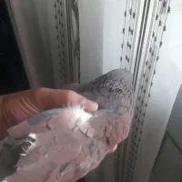 نرخال سیاه