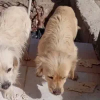 سگ پاپی ماده گمشده