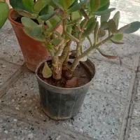 گل مفت مفت