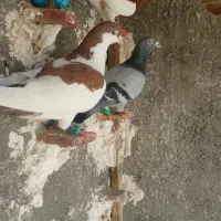 کبوتر|پرنده|چناران, |دیوار