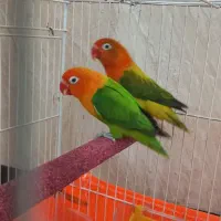 طوطی اوپلاین واوپال