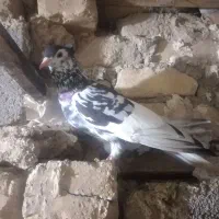 9تا کبوتر 2400مفت