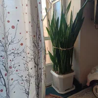فروش گل سانسوریا